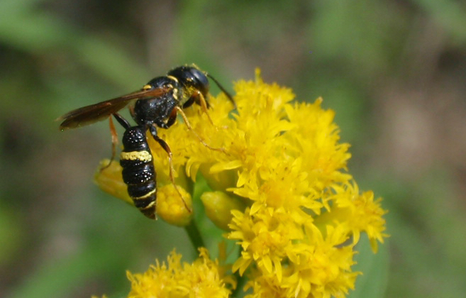 A bee wolf wasp